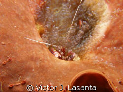 a red snapping shrimp in a corkscrew anemone at two for y... by Victor J. Lasanta 